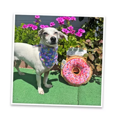 Product Doggijuana® Get the Munchies Refillable Donut Dog Toy
