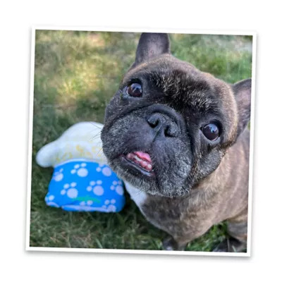 Product Doggijuana® Get The Munchies Refillable Ice Cream Pup Cup Dog Toy