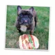 Product Doggijuana® Get The Munchies Refillable Cheeseburger Dog Toy