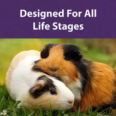 Product Mazuri Timothy Hay-Based Guinea Pig Diet