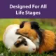 Product Mazuri Timothy Hay-Based Guinea Pig Diet