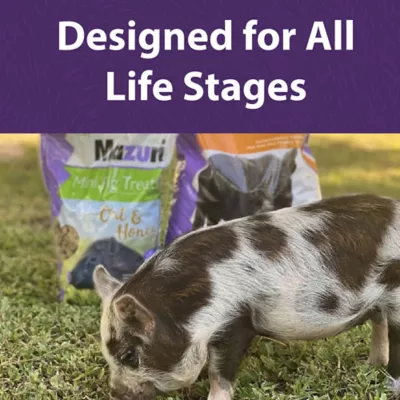 Product Mazuri Oat & Honey Mini Pig Treats