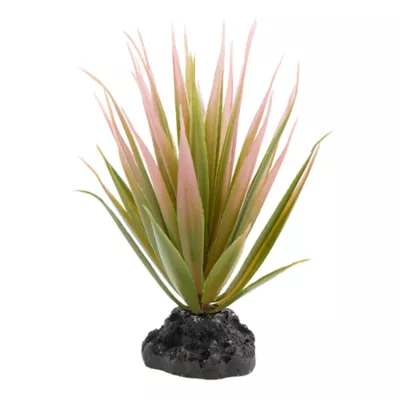 Product Thrive Succulent Plant