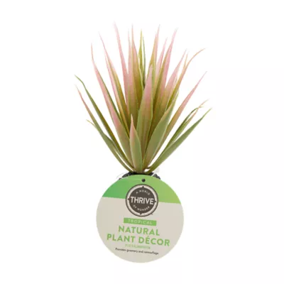 Product Thrive Succulent Plant