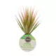 Product Thrive Succulent Plant