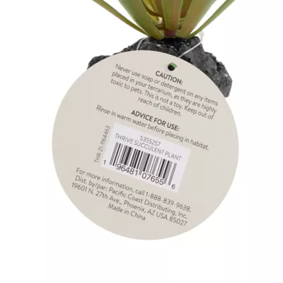 Product Thrive Succulent Plant