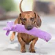 Product Multipet Loofa Dog The Original Squeaky Plush Dog Toy 12 IN