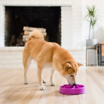 Product Outward Hound Fun Slow Feeder Dog Bowl