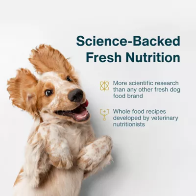 Product JustFoodForDogs Adult Frozen Dog Food - Beef & Russet Potato, Grain Free