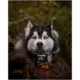 Product Operation Good Boy Hip & Joint Health Supplement for Dogs