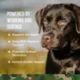 Product Operation Good Boy Digestion Supplement Probiotic Soft Chews for Dogs