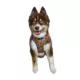 Product Hip Doggie Ultra Comfort Reflective Harness Vest