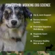 Product Operation Good Boy Multi-Function Support Supplement for Dogs