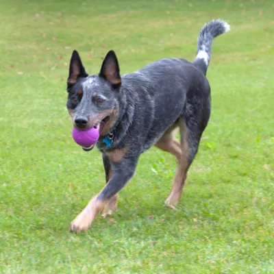 Product Chew King Fetch Balls Dog Toy