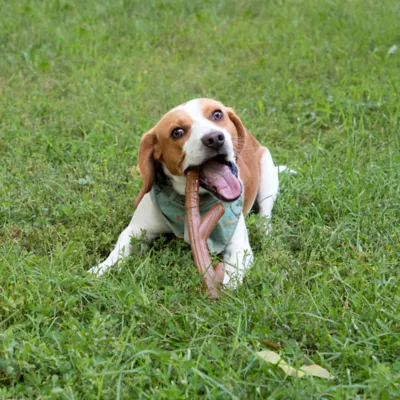 Product Chew King Up North Bacon-Flavored Nylon Chew Dog Toy