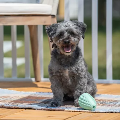Product Chew King Treater Dental Dog Toy