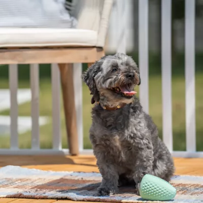 Product Chew King Treater Dental Dog Toy