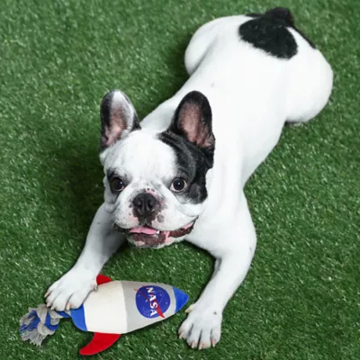 Product Pets First NASA Rocket Rope Dog Toy