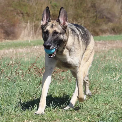 Product Chew King Ball Launcher Combo Dog Toy