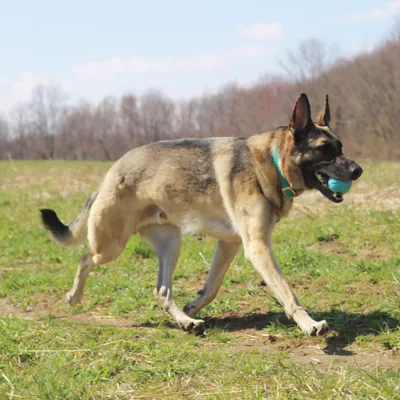 Product Chew King Ball Launcher Combo Dog Toy