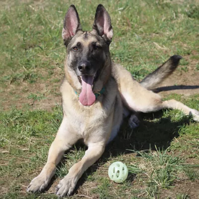 Product Chew King Ball Launcher Combo Dog Toy