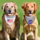 Product Pets First NASA Reflective Reversible Dog Bandana
