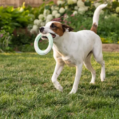 Product Chew King Dental Ring Dog Toy Collection