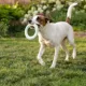 Product Chew King Dental Ring Dog Toy Collection
