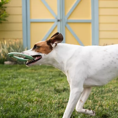 Product Chew King Dental Ring Dog Toy Collection