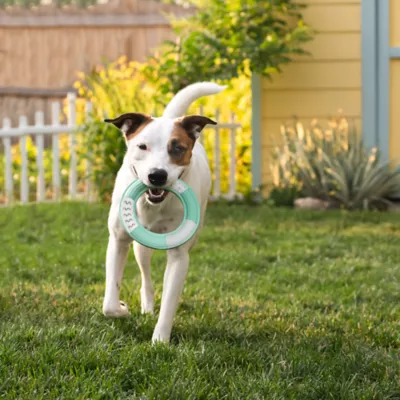 Product Chew King Dental Ring Dog Toy Collection