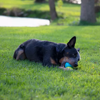 Product Chew King Ice Cream Fetch and Tug Dog Toy