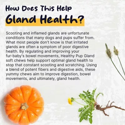 Product Healthy Pup Glands Anal Glands & Scooting Soft Chews for Dogs