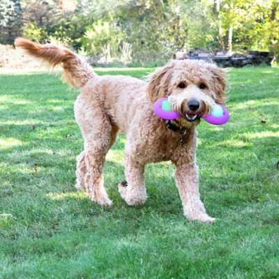 Product Chew King  Premium Treat Throw Stick Dog Toy