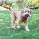 Product Chew King  Premium Treat Throw Stick Dog Toy