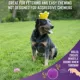 Product Chew King Premium Treat Crown Chew Toy and Ball Dog Toy