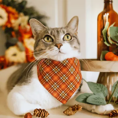 Product Made By Cleo® Pecan Praline Cat Bandana