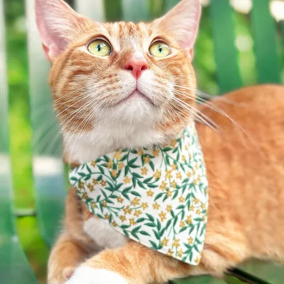 Product Made By Cleo® Golden Vine Cat Bandana