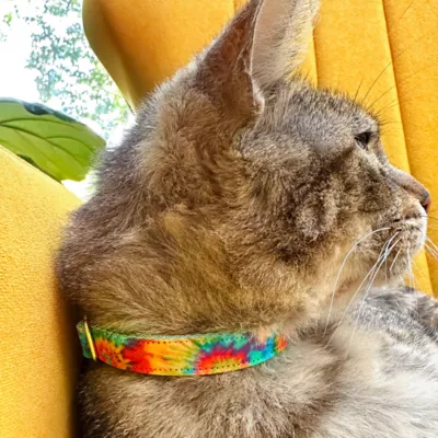 Product Made By Cleo® Woodstock Tie-Dye Cat Collar