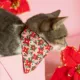 Product Made By Cleo® Winter Blooms Pink Cat Bandana