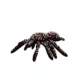 Product TUFFY® Desert Themed Dog Toy- Tarantula