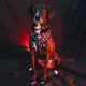 Product Sassy Woof STAR WARS™ The Dark Side Adjustable Dog Harness