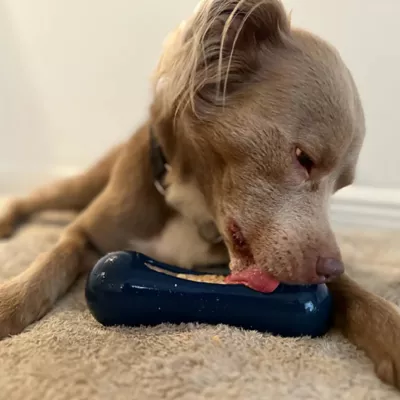 Product Freezbone Freezstick Navy Dog Toy