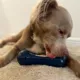 Product Freezbone Freezstick Navy Dog Toy
