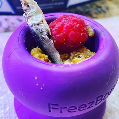 Product Freezbone Freezball Purple Dog Toy