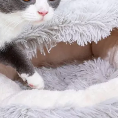 Product PetPals Calming Igloo Cat Bed