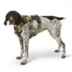 Product Kong® Safety Dog Harness