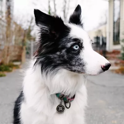 Product PawscoutQR Black Pet Tag