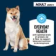 Product Authority Beef & Vegetable Entree Adult Dog Wet Food - Grain Free, 5.5 oz