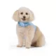Product Top Paw® Neoprene Vest Dog Harness