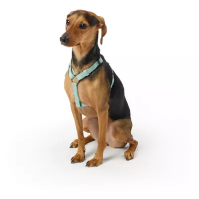 Product Top Paw® Basic Nylon Dog Harness